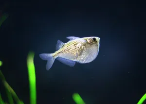 Hatchetfish - Silver