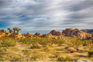 Joshua Tree National Park Backdrop Western Sky Sandstone Desert Mountain Arid Barren Cactus Natural Scenery Photography Background Desert Scenery Portrait Photo Studio Props Decor 10x6.5ft